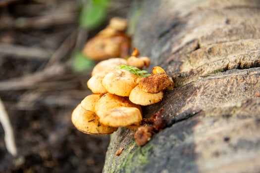 Pholiota Aurivella, a species of fungus in the Strophariaceae family, a fungus that lives on rotting wood in humid environments photo