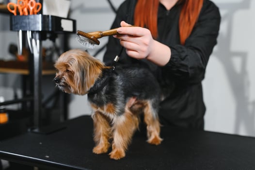 Yorkshire terrier getting facial hair cut photo