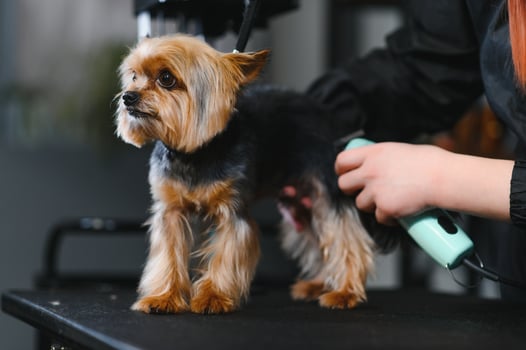 Domestic animal, pet, grooming, procedures for animals. Woman groomer neatly and carefully cutting dog in grooming salon. Washes, cuts, dries, combs the hair photo