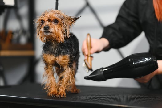 The pet groomer dries dog hair with a hair dryer. Grooming Salon photo