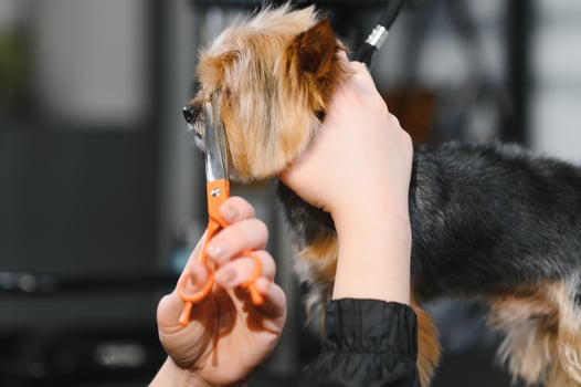 Domestic animal, pet, grooming, procedures for animals. Woman groomer neatly and carefully cutting dog in grooming salon. Washes, cuts, dries, combs the hair photo