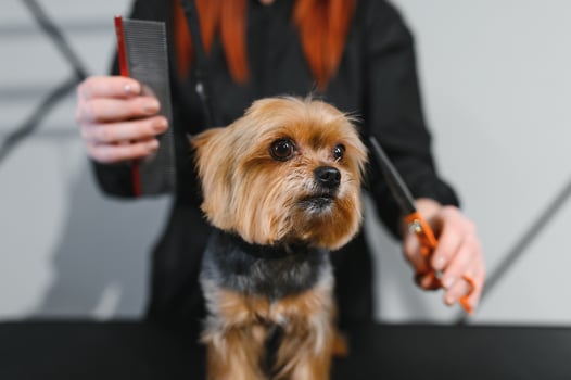 Domestic animal, pet, grooming, procedures for animals. Woman groomer neatly and carefully cutting dog in grooming salon. Washes, cuts, dries, combs the hair photo