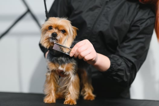 Grooming animals, grooming, drying and styling dogs, combing wool. Grooming master cuts and shaves, cares for a dog photo
