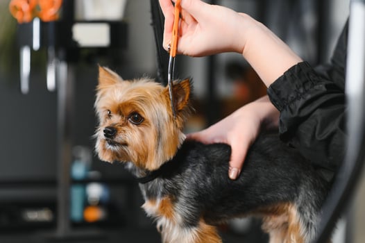 Grooming animals, grooming, drying and styling dogs, combing wool. Grooming master cuts and shaves, cares for a dog photo