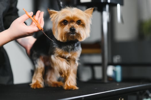 Domestic animal, pet, grooming, procedures for animals. Woman groomer neatly and carefully cutting dog in grooming salon. Washes, cuts, dries, combs the hair photo