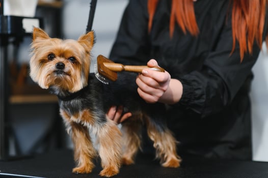 Grooming animals, grooming, drying and styling dogs, combing wool. Grooming master cuts and shaves, cares for a dog photo