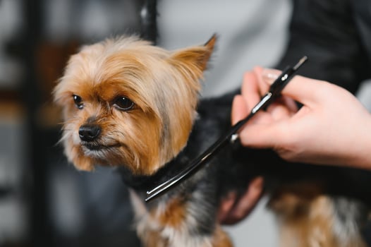 Yorkshire terrier getting facial hair cut photo