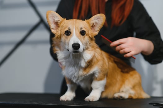 Corgi doggets hair cut at home Pet Spa Grooming Salon. Closeup of Dog. The dog is trimmed and brushed, groomer concept photo