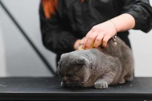 Woman combing fur of a cat. Cat grooming, combing wool. Express molt. Beautiful cat in a beauty salon. Grooming animals, combing hair photo