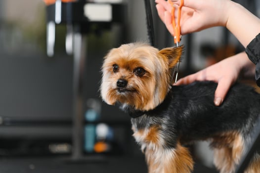 Grooming animals, grooming, drying and styling dogs, combing wool. Grooming master cuts and shaves, cares for a dog photo