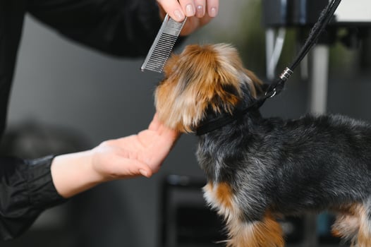 Grooming animals, grooming, drying and styling dogs, combing wool. Grooming master cuts and shaves, cares for a dog photo