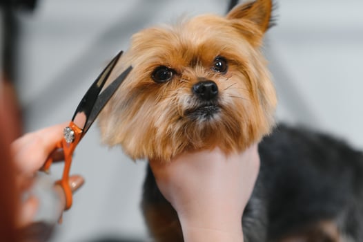 Yorkshire in the grooming salon. Caring for little friends. High quality photo