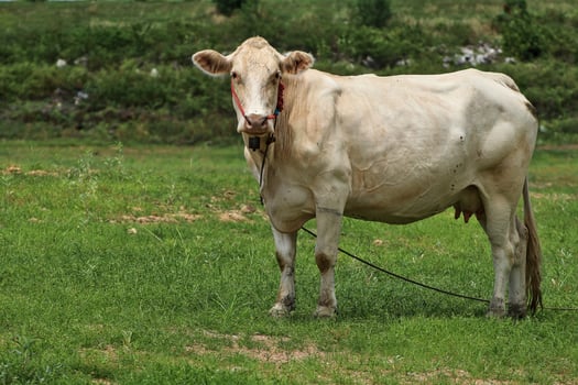 fat white female cow standing on the meadow photo
