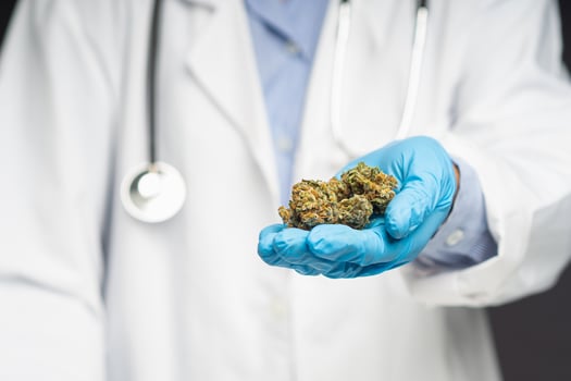 Doctor holding dry cannabis buds flower while standing in the medical science laboratory photo