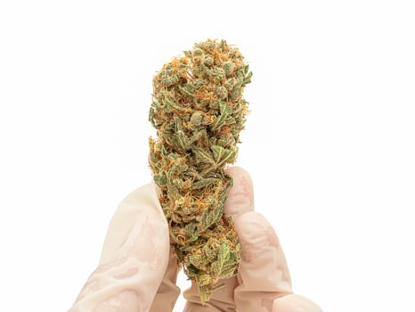 Hand holding of dry cannabis buds flowers on a white background photo