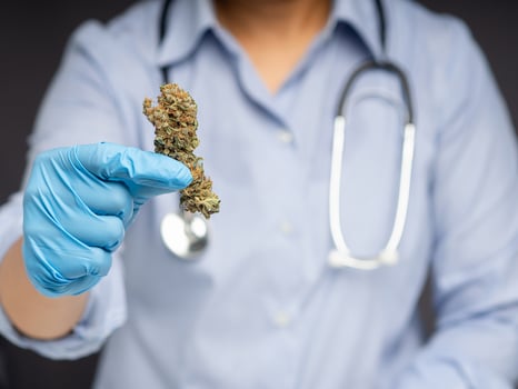 Doctor holding dried cannabis buds flower while standing in the medical science laboratory photo