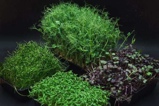 Micro greens sprouts photo
