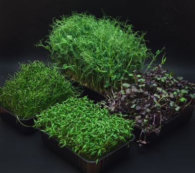 Micro greens sprouts photo