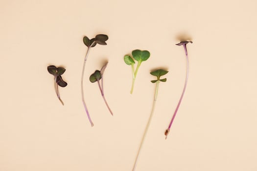 Micro greens sprouts of peas photo