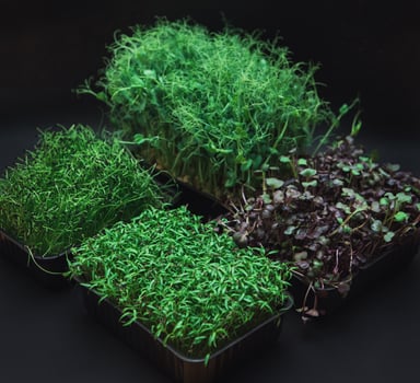 Micro greens sprouts photo