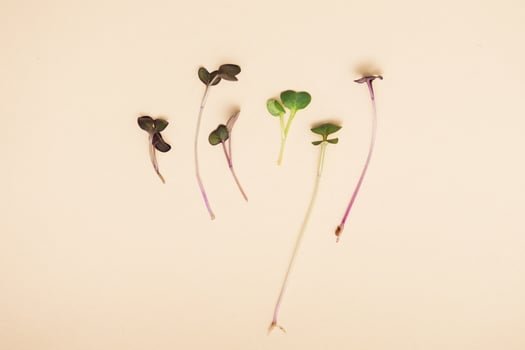 Micro greens sprouts of peas photo