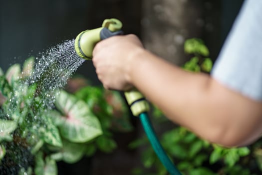 a person is watering a plant with a hose at home garden photo