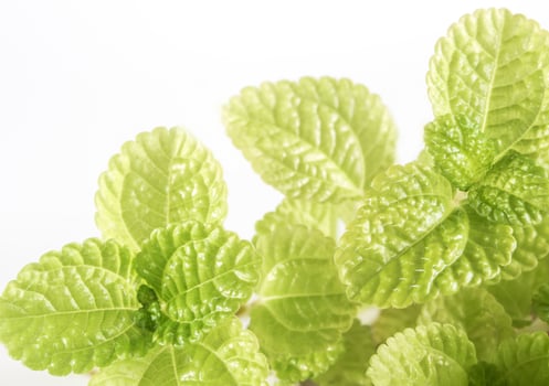 The Freshness Leaves of ornamental plant as nature background photo