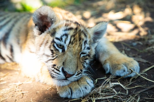 Sweet tiger baby is lying sleep on the land. Symbol of 2022 years.High quality photo