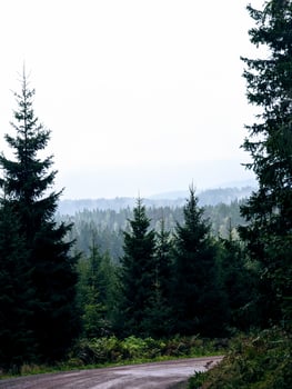 a dirt road in the forest on a rainy foggy day in norway photo