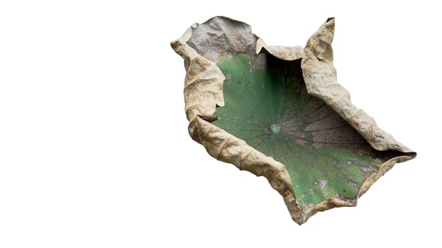 Cut out image of an almost dry lotus leaf on a white background with clipping paths. Ideal for various design projects and educational purposes. photo