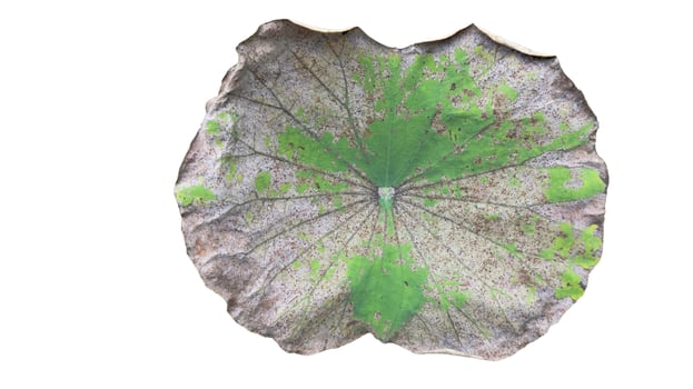 Cut out image of an almost dry lotus leaf on a white background with clipping paths. Ideal for various design projects and educational purposes. photo