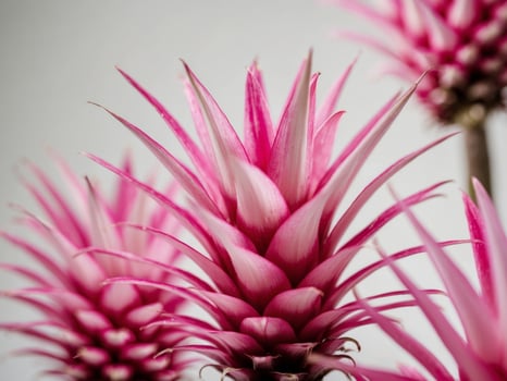 Vibrant macro of pink pineapple flowers showcasing delicate textures and colors photo
