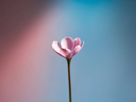 A close up of a pink flower with a blue background photo