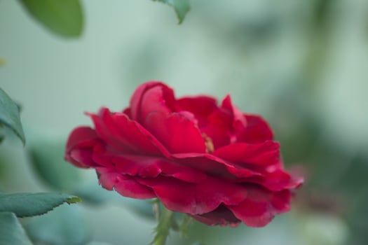 Red rose with the light green background photo