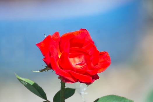 Red rose with the blue background photo