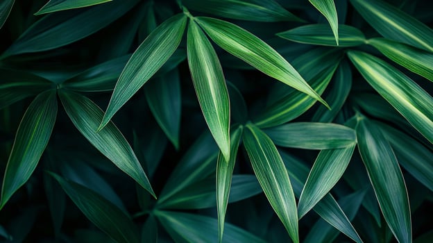Close up of green leaves with a dark background. The leaves are very thick and have a lot of detail photo
