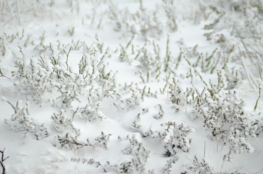 snow-covered bushes in a snowy winter field, concept of winter background photo