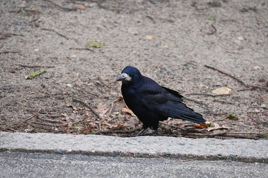 a black bird standing on the ground photo