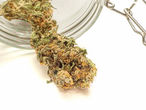 Dry cannabis buds outside of a jar on a white background photo