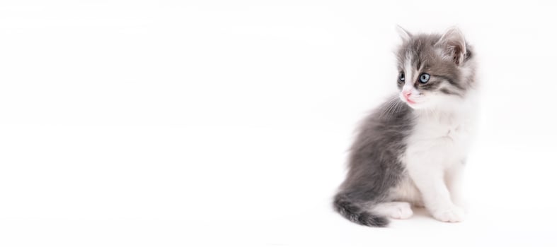 cute gray scottish kitten isolated photo