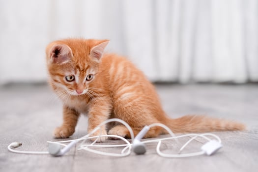cute red cat playing with headphones photo