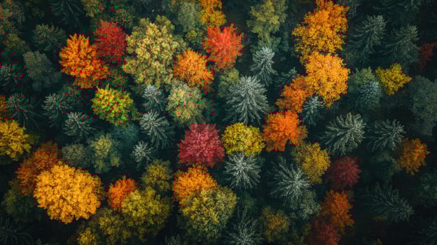Colorful autumn trees creating stunning canopy in aerial view photo