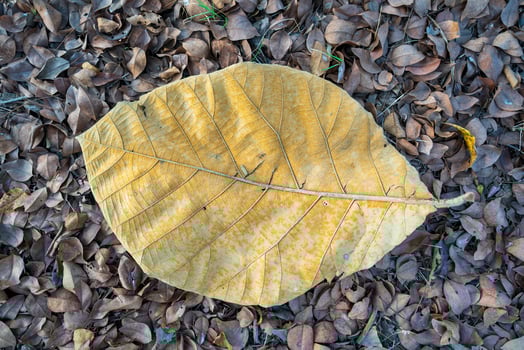 Dry leaves falling on the ground. brown teak leaves texture, autumn background, and Many dry leaves falling on the ground photo