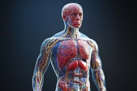 Detailed Human Body Anatomy Illustration for Educational and Medical Use photo