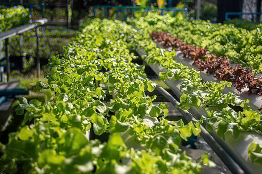 Hydroponic Vegetable Farm. photo
