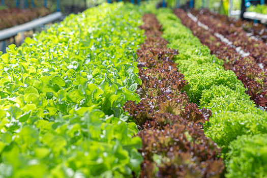 Field vegetable lettuce fresh organic farm. Close up hydroponic vegetable plantation green salad cultivate farm. Green oak lettuce salad in green Farm. Salad farm vegetable green oak lettuce field photo