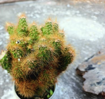 A small cactus plant in a pot on a concrete floor photo