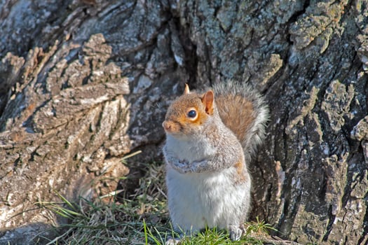 Adorable close-up of a squirrel in front of a tree trunk in a park in Washington DC photo