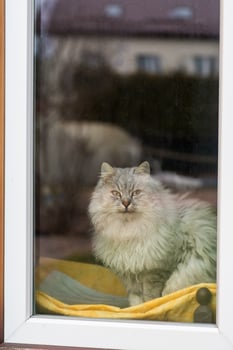 cute purebred Siberian cat sits by the window and looks out onto the street photo