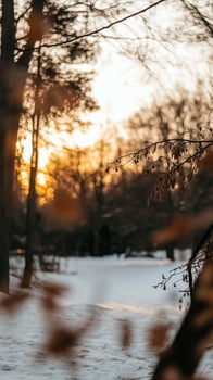 Winter landscape at sunset with snowy ground and trees in the foreground photo